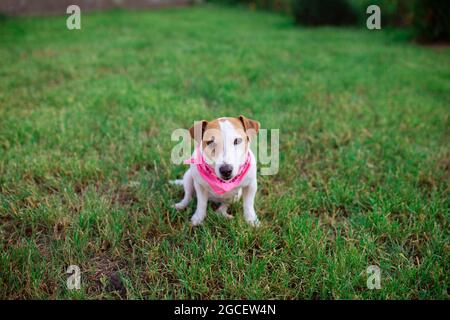 Haustiere. Hund Jack Rusl Terrier sitzt in einem rosa Bondan auf dem Gras. Ihr geliebtes Haustier spielt auf dem Rasen. Allgemeiner Plan Stockfoto