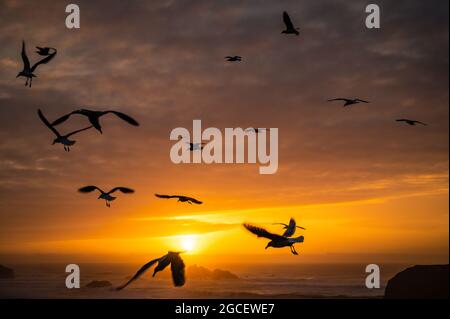 Verträumtes Bild von Möwen bei Sonnenuntergang an der Küste von Oregon. Stockfoto