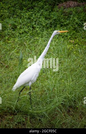 Ein großer Weißer Reiher geht entlang einer grasbewachsenen Bank neben einem Bach in den Florida Everglades. Stockfoto