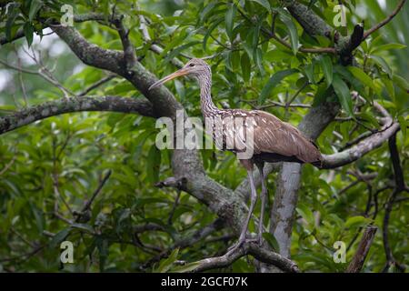 In den frühen Morgenstunden steht ein niedlicher Limpkin auf einem Baumzweig in einem bewaldeten Gebiet von Nord-Florida. Stockfoto