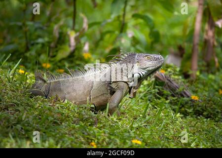 Ein großer männlicher Leguan hat in einem kleinen Naturpark in Fort Lauderdale, FL, ein wachsames Auge auf die Kamera. Stockfoto