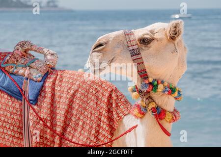 Auf dem Hintergrund des Meeres wartet ein geschmücktes Kamel auf Touristen. Reiseabenteuer in Arabien und Afrika Stockfoto