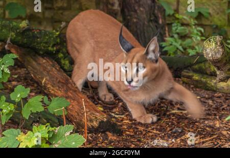 Erwachsener männlicher Caracal (Caracal caracal) oder afrikanischer Luchs, in grüner Vegetation. Schöne Wildkatze in einem natürlichen Lebensraum. Stockfoto