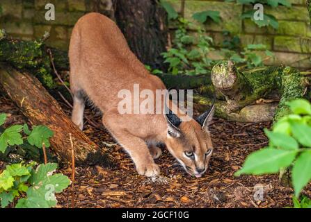 Die Karakale (Caracal caracal) ist eine mittelgroße Wildkatze, die in Afrika, dem Nahen Osten, Zentralasien und Indien beheimatet ist. Stockfoto