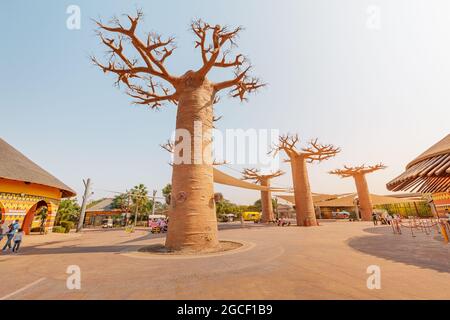 23. Februar 2021, Dubai, VAE: Besucher und Touristen mit Familien und Kindern in der Nähe berühmter Baobab-Bäume im Afrikanischen Dorf im Dubai Zoo Stockfoto