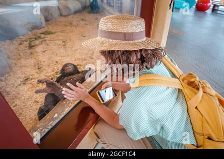 Eine Zoobesucherin begrüßt und fotografiert mit ihrem Smartphone einen jungen Schimpansen im Zoo Stockfoto