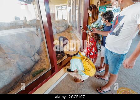 23. Februar 2021, Dubai, VAE: Familie im Zoo begrüßt und fotografiert mit ihrem Smartphone einen jungen Schimpansen im Zoo Stockfoto