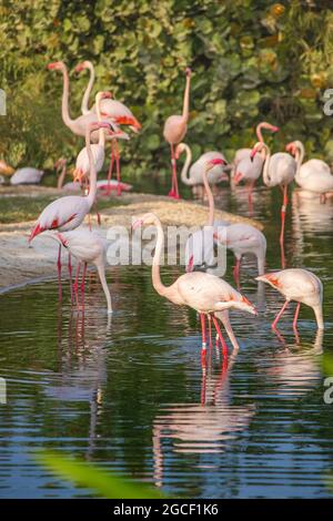 Viele rosa Flamingos ernähren sich von Krebstieren in einem See in einem Zoo oder Naturpark. Erstaunliche Vögel leben in den heißen Ländern Afrikas und der Arabischen Halbinsel Stockfoto