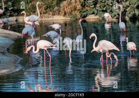 Viele rosa Flamingos ernähren sich von Krebstieren in einem See in einem Zoo oder Naturpark. Erstaunliche Vögel leben in den heißen Ländern Afrikas und der Arabischen Halbinsel Stockfoto