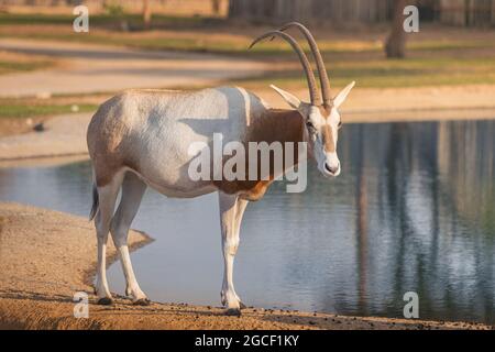 Weiße arabische Oryx-Antilope grast in der Nähe eines Wasserteiches. Ein lebendiges Symbol der Vereinigten Arabischen Emirate und Saudi-Arabien Stockfoto