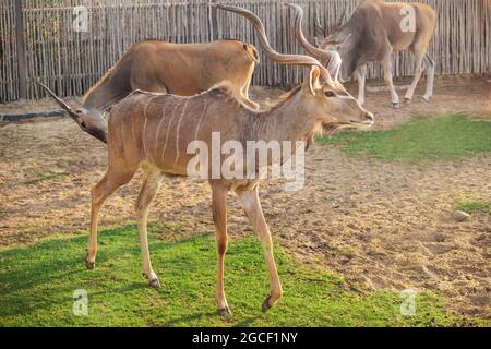 Ein junger Bulle einer Kudu-Antilope mit großen verzweigten Hörnern blickt in einen Zoo Stockfoto