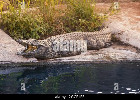 Krokodil oder Alligator liegt und zeigt seine Zähne auf dem Felsen in der Nähe des Teiches Stockfoto