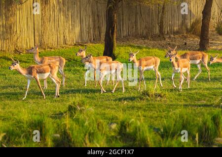 Eine Herde weiblicher Garna oder indische Antilopen spaziert und grast auf einer Weide in einem Naturpark Stockfoto