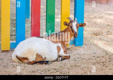 Lustige niedliche Ziege in der Nähe eines bunten Zauns in einem Zoo oder einer Kinderfarm Stockfoto