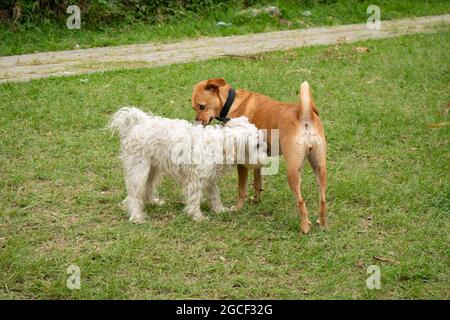 Im Public Park in Medellin, Kolumbien, schnüffeln sich zwei Mongrel-Hunde Stockfoto