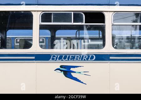 Bluebird-Logo auf dem Oldtimerbus von W Alexander & Sons Ltd - Schottland, Großbritannien Stockfoto