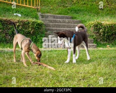 Sibirischer Husky beobachtet einen Mongrel-Hund im öffentlichen Park und spielt mit einer Log in Medellin, Kolumbien Stockfoto