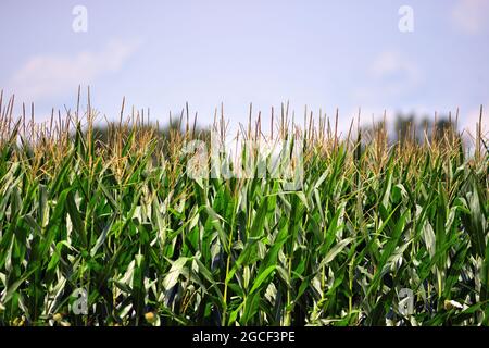 Burlington, Illinois, USA. Eine reiche, reife Maisernte im Sommer im Nordosten von Illinois. Stockfoto