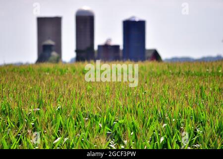 Burlington, Illinois, USA. Eine reiche, reife Maisernte im Sommer im Nordosten von Illinois. Stockfoto