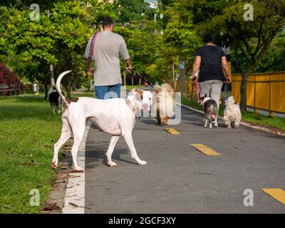 Medellin, Antioquia, Kolumbien - Juli 13 2021: American Pitbull Terrier Dog freut sich, im öffentlichen Park in den Himmel zu schauen Stockfoto