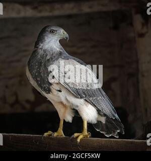 Chilenischer Blauadler (Geranoaetus melanoleucus) oder Grauer oder Schwarzer Bussardler, thront Stockfoto