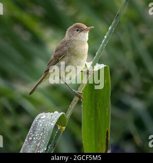 Eurasischer Schilfrohrsänger (Acrocephalus scirpaceus) auf Schilf Stockfoto