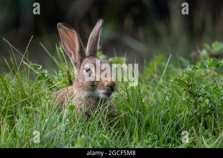 Junges Kaninchen (Oryctolagus cuniculus), das Gras frisst Stockfoto