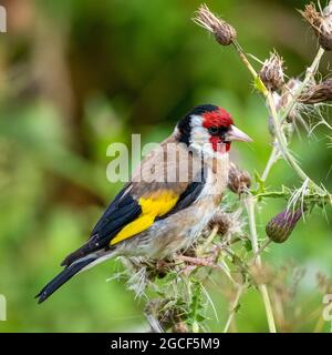 Eurasischer Goldfink (Carduelis carduelis), der Thistle Seeds frisst Stockfoto