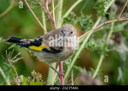 Eurasischer Goldfink (Carduelis carduelis) juvenil Stockfoto