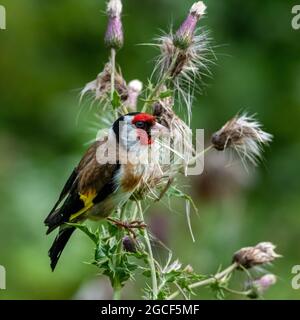 Eurasischer Goldfink (Carduelis carduelis), der Thistle Seeds frisst Stockfoto