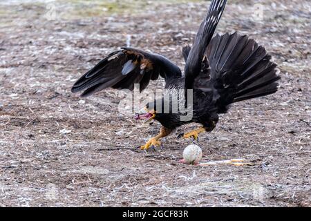 Gestreift Caracara, Phalcoboenus australis, ein Pinguinei essend, Mund offen, Zunge zeigend, Seelöweninsel, Falklandinseln, Südatlantik Stockfoto