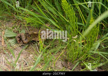 Kröte (Bufo bufo) Wandern auf einer Wiese im Frühjahr auf der Insel Ven Stockfoto