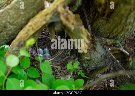 Nest einer Amsel (Turdus merula) mit vier blauen Eiern auf der Insel Ven in Schweden Stockfoto