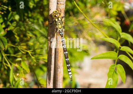 Eine männliche Southern Hawker Libelle, Aeshna cyanea, thront auf einem Gartenstock in einem Vorstadtgarten in Südengland Stockfoto