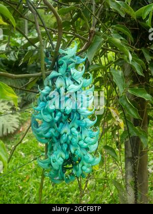 Türkisblüte, die allgemein als Jade-Rebe oder Smaragdvine (Strongylodon macrobotrys) bekannt ist, wird an einem Zweig in Amada, Kolumbien, aufgehängt Stockfoto