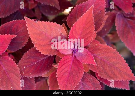 Coleus scutellarioides, (Solenostemon scutellarioides), Isola Madre, Stresa, Lago Maggiore, Piemont, Italien Stockfoto