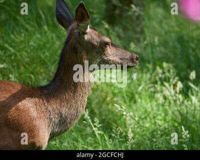 Red Deer Hind (Cervus elaphus) schaut neugierig auf den Fotografen im Wald, Inverness-Shire, Scottish Highlands, Großbritannien Stockfoto