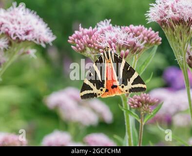 Euplagia quadripunctaria, Jersey-Tiger, eine Tagfliegende Motte, die sich von den Blüten ernährt Eupatorium cannabinum, Hanf-Agrimonie, in einem Garten, Deutschland Stockfoto