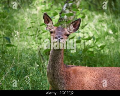 Red Deer Hind (Cervus elaphus) schaut neugierig auf den Fotografen im Wald, Inverness-Shire, Scottish Highlands, Großbritannien Stockfoto