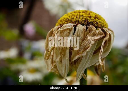 EINE VERBLASSENDE UND STERBENDE SHASTA DAISY, MIT DEN BLÄTTERN, DIE IM MAKRO GEBRÄUNT SIND Stockfoto