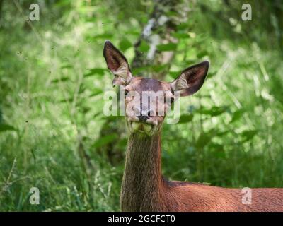 Red Deer Hind (Cervus elaphus) schaut neugierig auf den Fotografen im Wald, Inverness-Shire, Scottish Highlands, Großbritannien Stockfoto