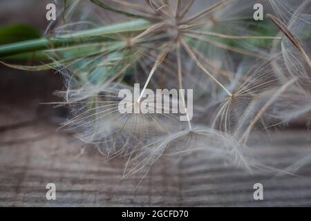 Riesiges Sandelionssamen-Makro auf grauem verwittertem Holzhintergrund Stockfoto