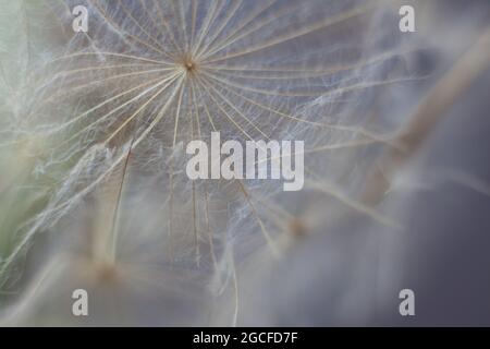 Riesiges Dunkelrot-Samenmakro auf pastellfarbenem Hintergrund Stockfoto
