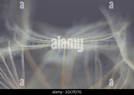 Riesiges Dunkelrot-Samenmakro auf pastellfarbenem Hintergrund Stockfoto