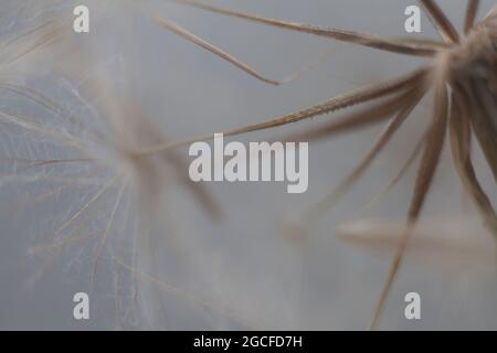 Riesiges Dunkelrot-Samenmakro auf pastellfarbenem Hintergrund Stockfoto