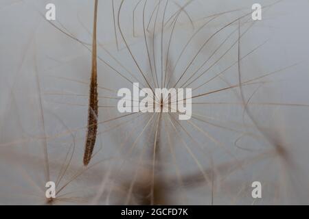 Riesiges Dunkelrot-Samenmakro auf pastellfarbenem Hintergrund Stockfoto