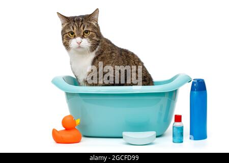 Ernst graue Katze sitzt in einem blauen Becken und ist bereit zu waschen, isoliert auf einem weißen Hintergrund Stockfoto