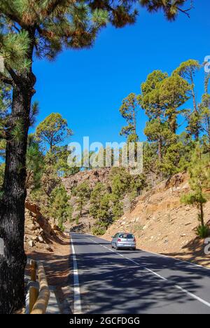 Bergstraße durch Kanarischen Kiefernwälder auf dem Weg nach Mt.Teide, Teneriffa, Kanarische Inseln, Spanien Stockfoto