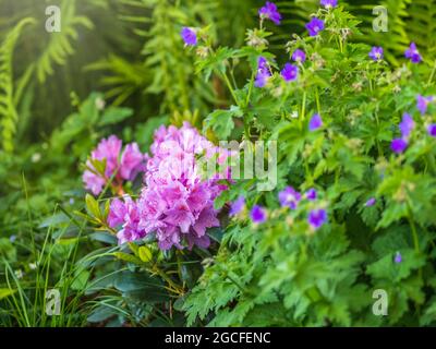 Korean pink Azalea Rhododendron poukhanense Levl im Park im Park auf dem Hintergrund von grünen Bäumen. Rhododendron yedoense rosa Blüten Stockfoto