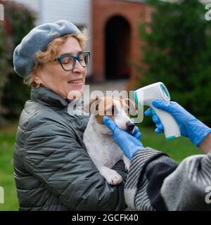 Der Tierarzt misst die Temperatur des Hundes mit einem berührungslosen Infrarot-Thermometer im Freien Stockfoto